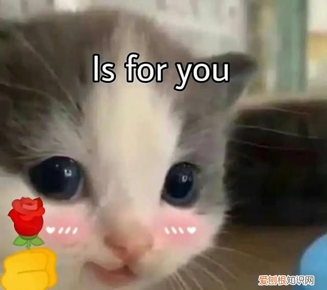 盘点动漫中的那些奇葩社团