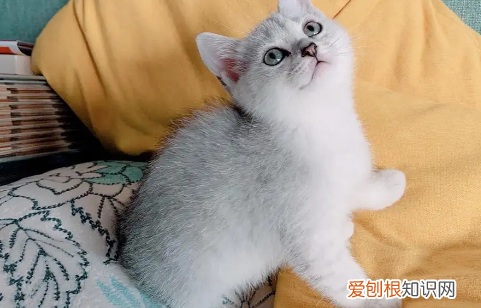 哪种品种的猫便宜一点 ，哪种猫比较便宜且好养?？