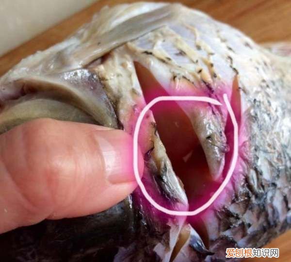 东北红烧鲤鱼的家常做法，红烧鲤鱼怎么做好吃又简单家常的