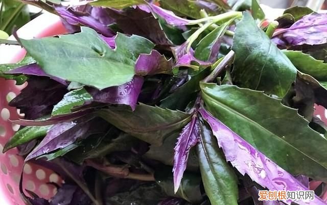 青凤菜有毒吗 红凤菜真的有毒吗