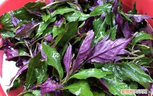 青凤菜有毒吗 红凤菜真的有毒吗