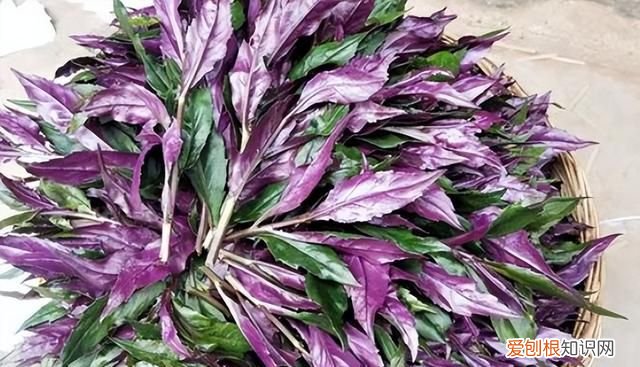 青凤菜有毒吗 红凤菜真的有毒吗