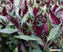 青凤菜有毒吗 红凤菜真的有毒吗