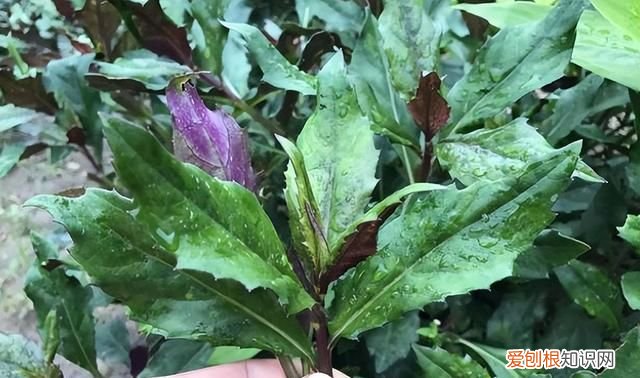 青凤菜有毒吗 红凤菜真的有毒吗