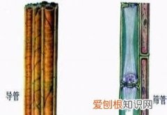 植物的导管是一种活细胞，植物的导管和抗体是活细胞还是死细胞的