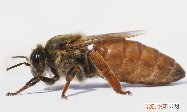 蜜蜂蜂王是怎么产生的，蜂王是怎么产生的,蜂王是公的还是母的