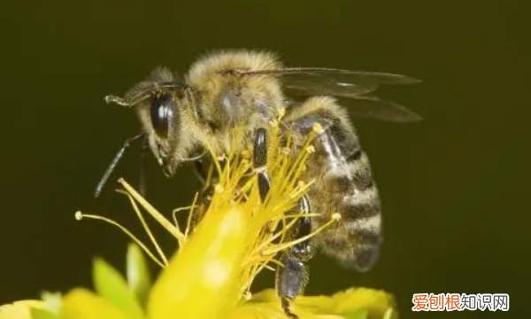 蜜蜂蜂王是怎么产生的，蜂王是怎么产生的,蜂王是公的还是母的