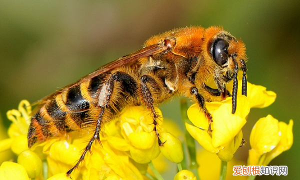 蜜蜂蜂王是怎么产生的，蜂王是怎么产生的,蜂王是公的还是母的