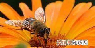 蜜蜂蜂王是怎么产生的,蜂王是怎么产生的,蜂王是公的还是母的