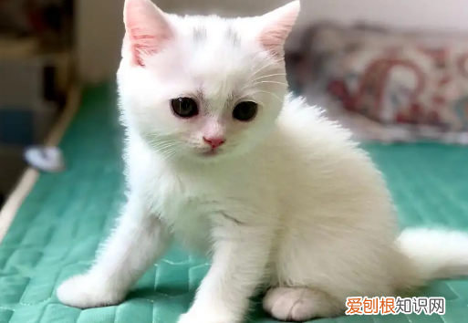 为什么猫咪的毛发那么白呢图片 ，为什么猫咪的毛会变白？