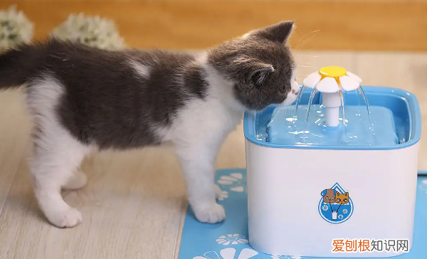 猫咪为什么会故意掀翻水盆呢怎么回事啊 ，猫咪为什么会故意掀翻水盆呢怎么回事儿？