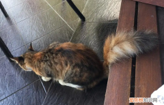 碰猫咪尾巴尖会叫是为什么 ，碰猫咪尾巴尖会叫正常吗？