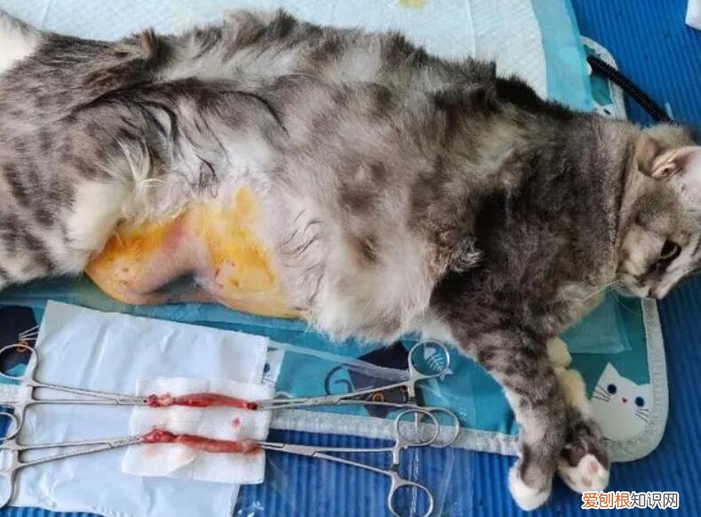 猫咪为啥会子宫出脓包呢怎么办 ，猫咪为啥会子宫出脓包呢怎么回事？