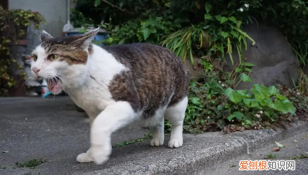 猫猫老跑出去 ，猫咪老是跑出去玩怎么办？