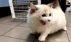 猫猫为什么不怕人 ，我家猫为什么不怕我？