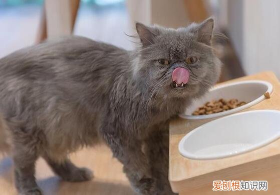 为什么猫咪冬天吃得更多呢怎么办 ，猫为什么冬天吃的多？