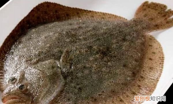 为什么比目鱼的眼睛长在一侧,为什么比目鱼的眼睛长在同一边呢