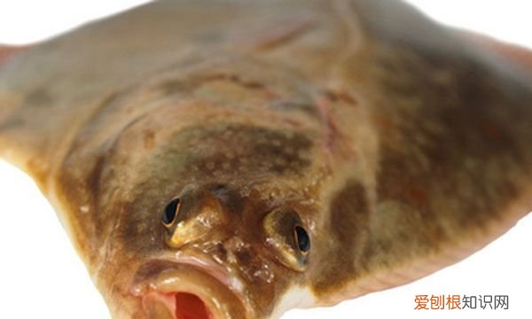 为什么比目鱼的眼睛长在一侧，为什么比目鱼的眼睛长在同一边呢