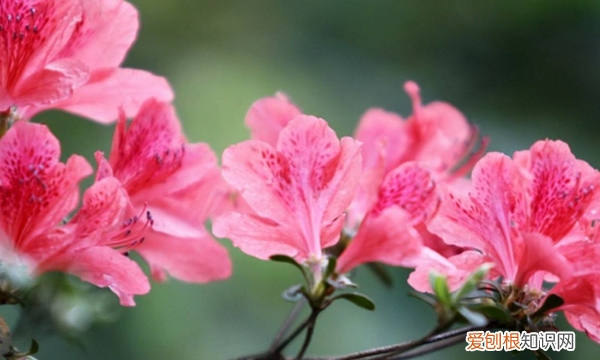 杜鹃花开花的时候能施肥