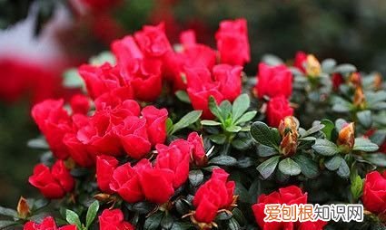 杜鹃花开花的时候能施肥