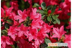 杜鹃花开花的时候能施肥