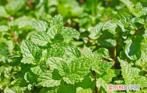 既可以观赏又好吃的绿植