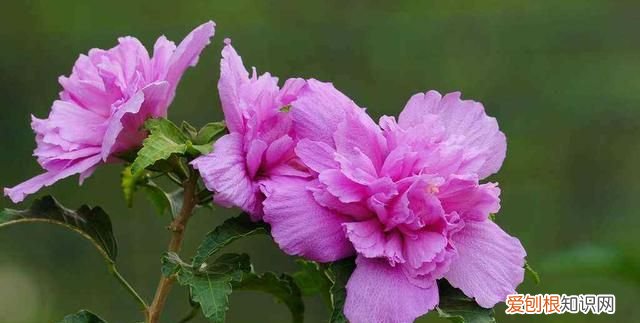 既可以观赏又好吃的绿植