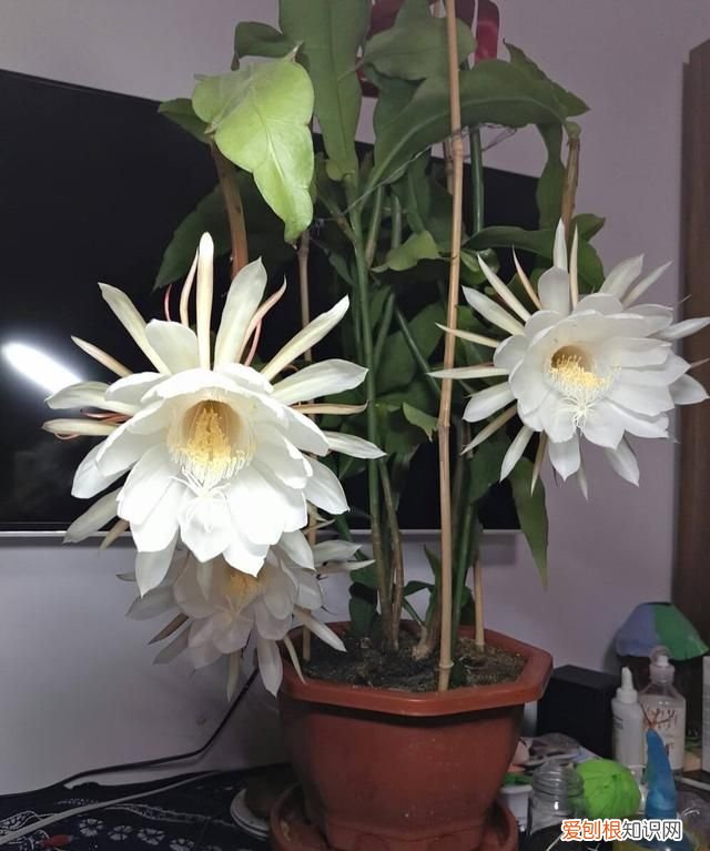 既可以观赏又好吃的绿植