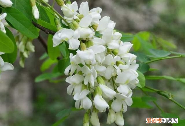 既可以观赏又好吃的绿植