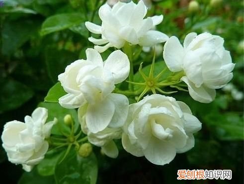 既可以观赏又好吃的绿植