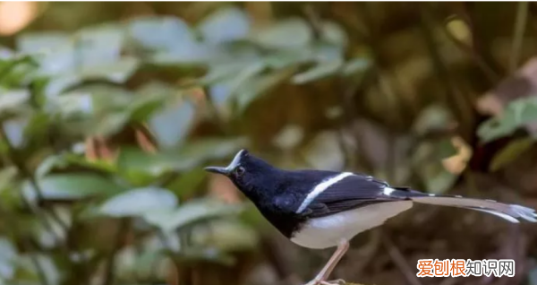 蚕头燕尾是什么意思