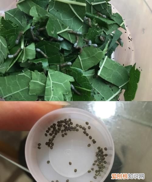 蚕宝宝卵怎么孵化，蚕卵是怎么孵化成蚕的视频