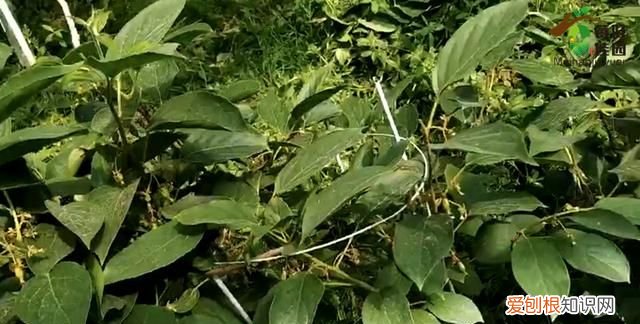 奇异莓种植前景怎么样,种奇异莓哪个品种最好