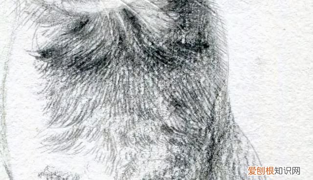 原来画一只猫咪这么简单的画法,画一只猫咪简单又漂亮