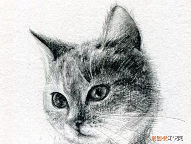 原来画一只猫咪这么简单的画法,画一只猫咪简单又漂亮