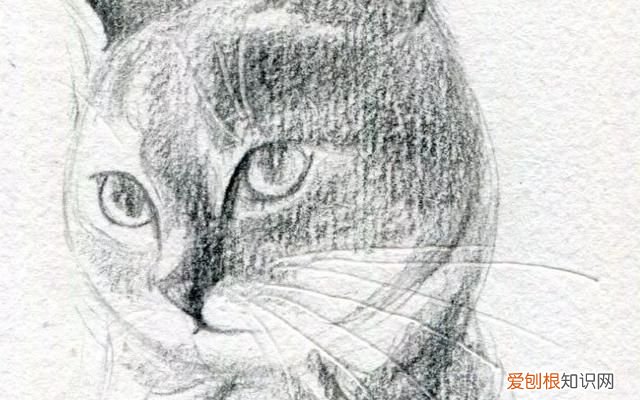 原来画一只猫咪这么简单的画法,画一只猫咪简单又漂亮