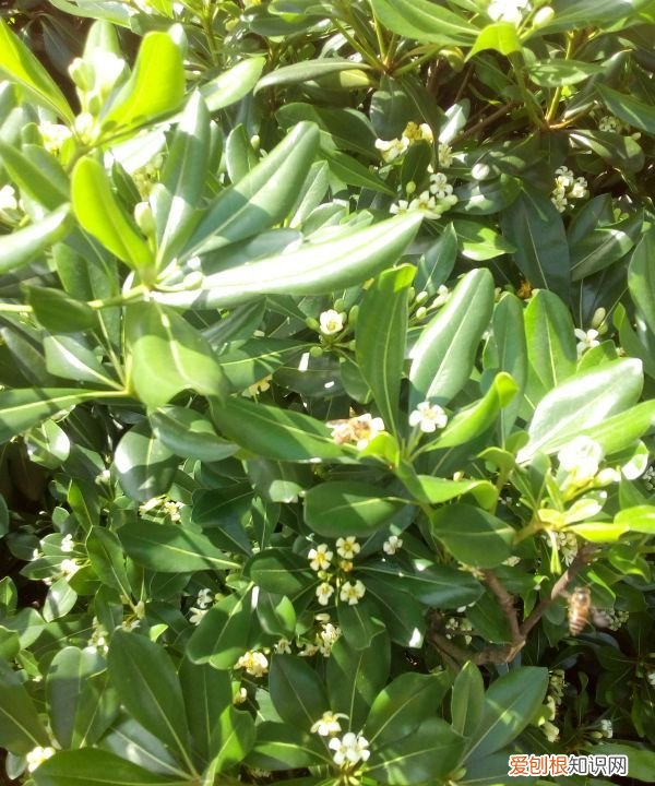 什么是树皮纸，蔡伦首创了用什么造纸