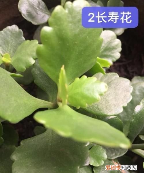 手机照片怎么添加文字，手机相册里的照片怎样换背景