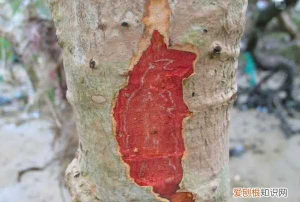 化学物质什么极易被氧化而呈红色