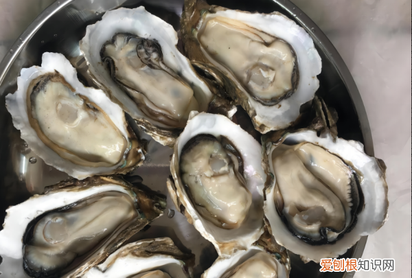 带壳生蚝可以冷冻保存吗，带壳生蚝直接放冰箱冷冻可以