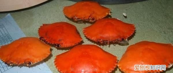 蟹壳属于什么垃圾,大闸蟹的壳属于什么垃圾