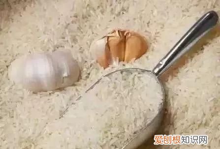 米缸里有很多黑粒虫怎么办?,米缸里有黑色的小虫怎么办