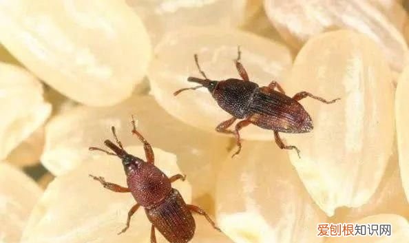 米缸里有很多黑粒虫怎么办?,米缸里有黑色的小虫怎么办