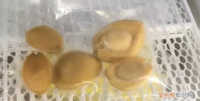鲍鱼保存最简单方法 鲍鱼的储存方法是什么