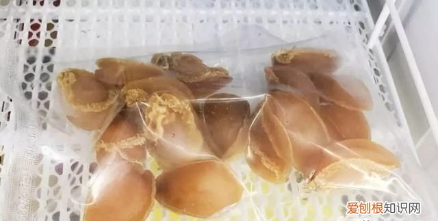 鲍鱼保存最简单方法 鲍鱼的储存方法是什么