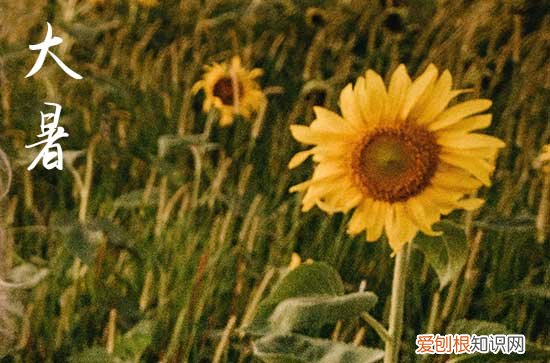 祝福语句子:2023大暑节气祝福语说说句子