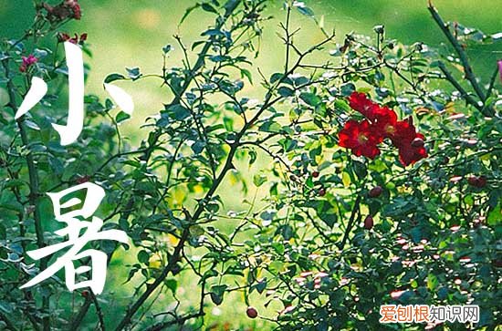 2023年小暑的经典祝福语短句大全