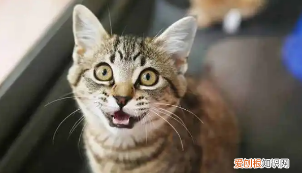 猫咪为什么不喜欢你亲它 ，猫咪为什么不喜欢你离开？