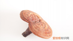 灵芝生虫子了还能吃吗