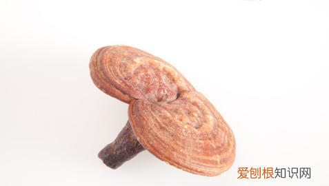 灵芝生虫子了还能吃吗